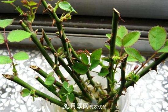 灌木月季養(yǎng)護(hù)需要修剪嗎？(圖1)