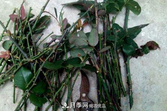 灌木月季養(yǎng)護(hù)需要修剪嗎？(圖2)