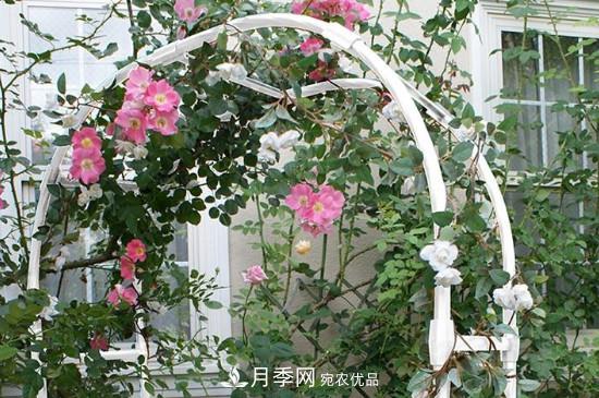 灌木月季可以用來做拱門造型嗎？(圖1)