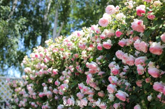 灌木月季可以用來做拱門造型嗎？(圖2)