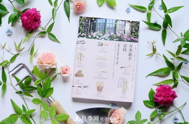 《月季新手百科》，不只是給新手看的月季百科寶典(圖2)