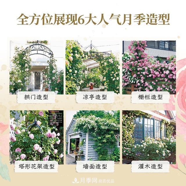 《月季新手百科》，不只是給新手看的月季百科寶典(圖3)