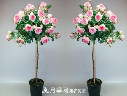 用野生薔薇嫁接灌木月季，能不能養(yǎng)成樹狀月季？(圖2)