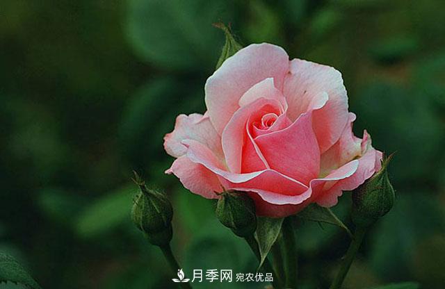月季花怎樣扦插？現(xiàn)在的季節(jié)合適嗎？(圖2)