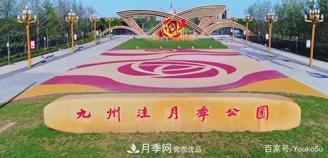 來山東聊城九州洼月季公園，邂逅璀璨月季花海(圖1)