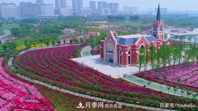 來山東聊城九州洼月季公園，邂逅璀璨月季花海(圖2)