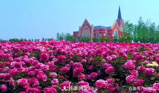 來山東聊城九州洼月季公園，邂逅璀璨月季花海(圖3)