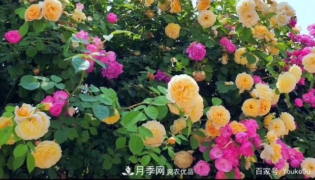 來山東聊城九州洼月季公園，邂逅璀璨月季花海(圖6)