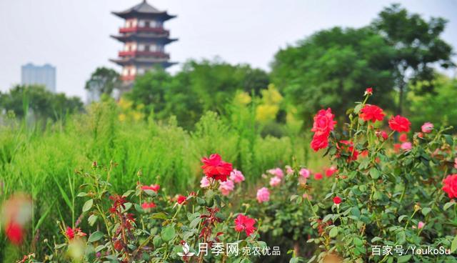 來山東聊城九州洼月季公園，邂逅璀璨月季花海(圖4)