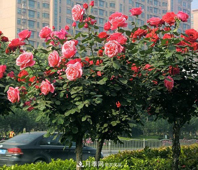 綠化工程必備，美麗的樹狀月季(圖1)