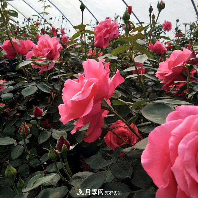 綠化工程必備，美麗的樹狀月季(圖2)