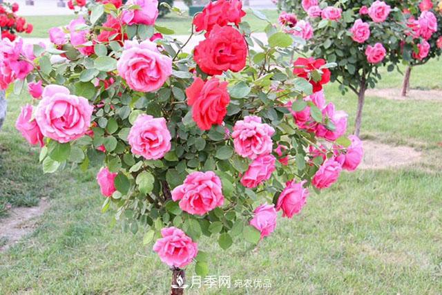 月季樹：高貴典雅、花色花型多樣，這個樹狀月季美麗極了(圖3)