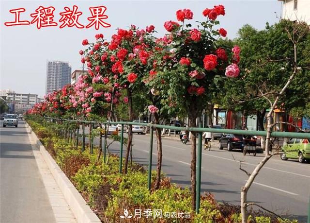 城市綠化就用月季樹，談月季樹在城市中的廣泛應(yīng)用(圖3)