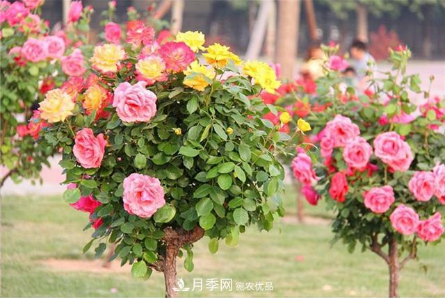 城市綠化就用月季樹，談月季樹在城市中的廣泛應(yīng)用(圖4)