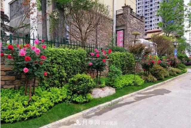 城市綠化就用月季樹，談月季樹在城市中的廣泛應(yīng)用(圖6)