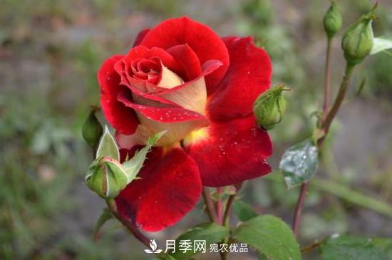 變色月季品種有哪幾個(gè)？(圖4)