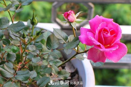 變色月季品種有哪幾個(gè)？(圖2)