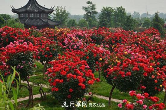 月季之鄉(xiāng)，南陽(yáng)月季基地在哪里？(圖1)
