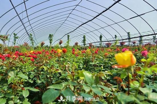 月季之鄉(xiāng)，南陽(yáng)月季基地在哪里？(圖2)