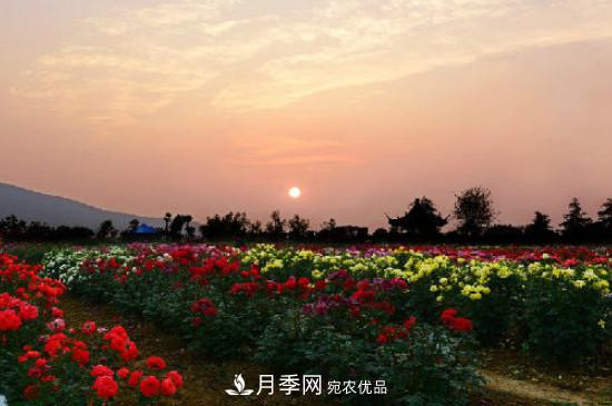 月季之鄉(xiāng)，南陽(yáng)月季基地在哪里？(圖3)