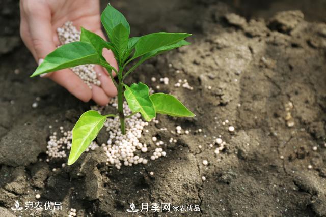 苗木種植成活率控制技術(shù)，及種植前的準(zhǔn)備工作(圖6)