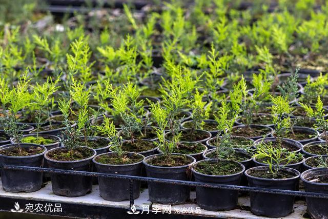 苗木種植成活率控制技術(shù)，及種植前的準(zhǔn)備工作(圖5)