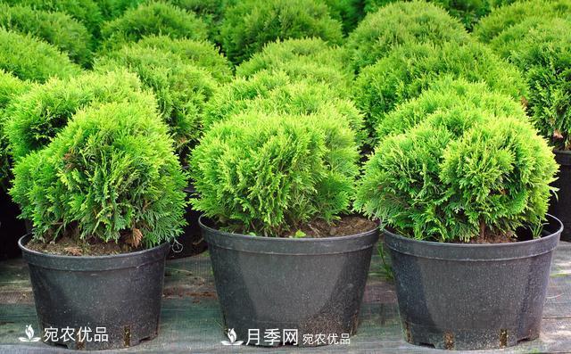 苗木種植成活率控制技術(shù)，及種植前的準(zhǔn)備工作(圖3)