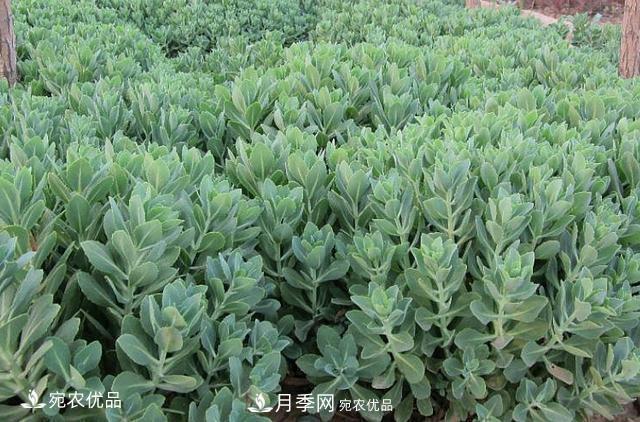 苗木種植成活率控制技術(shù)，及種植前的準(zhǔn)備工作(圖1)