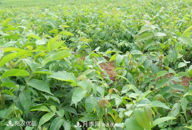 苗木種植成活率控制技術(shù)，及種植前的準(zhǔn)備工作(圖2)