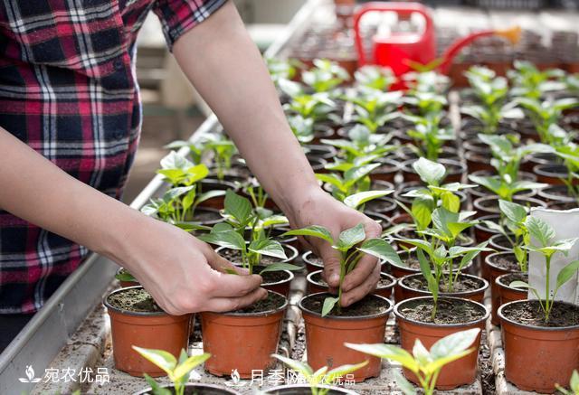 苗木種植成活率控制技術(shù)，及種植前的準(zhǔn)備工作(圖4)