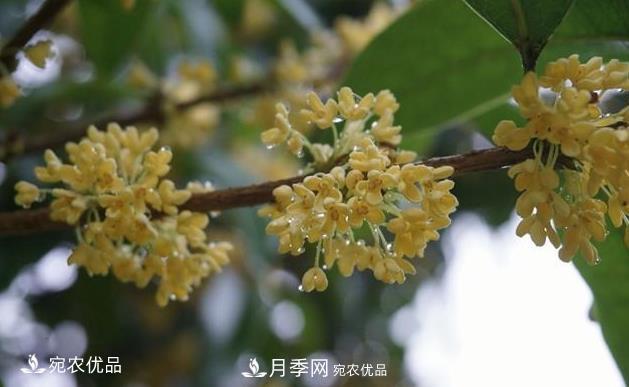 南陽苗木基地盤點(diǎn)桂花樹的四大品種，哪種最香最好最名貴？(圖1)