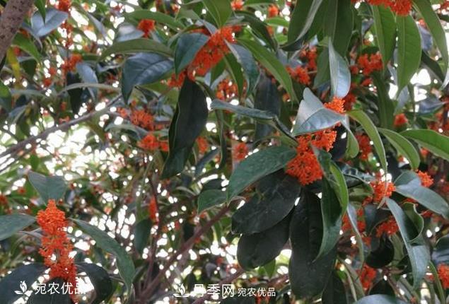 南陽苗木基地盤點(diǎn)桂花樹的四大品種，哪種最香最好最名貴？(圖3)