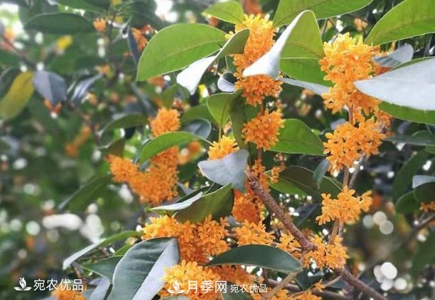 南陽苗木基地盤點(diǎn)桂花樹的四大品種，哪種最香最好最名貴？(圖2)