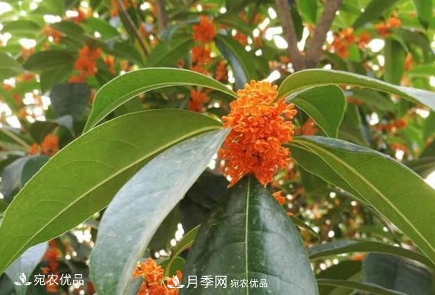 南陽苗木基地盤點(diǎn)桂花樹的四大品種，哪種最香最好最名貴？(圖4)