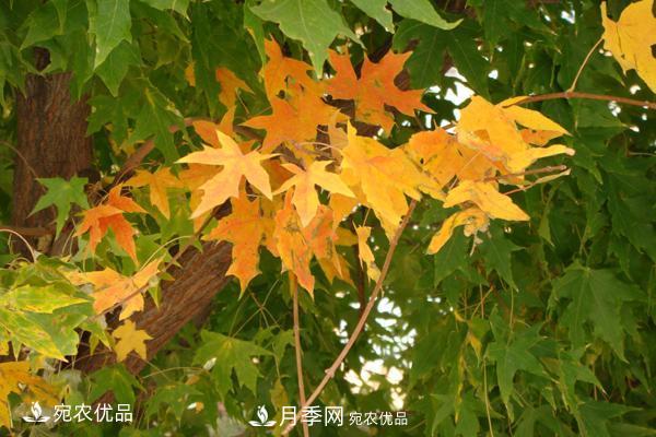 河南綠化苗木五角楓可以嫁接什么樹？五角楓嫁接技術(shù)和時(shí)間(圖3)