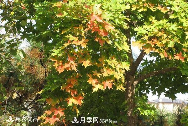 河南綠化苗木五角楓可以嫁接什么樹？五角楓嫁接技術(shù)和時(shí)間(圖1)