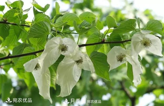 苗木價(jià)格變化大，主要有這三個因素(圖2)