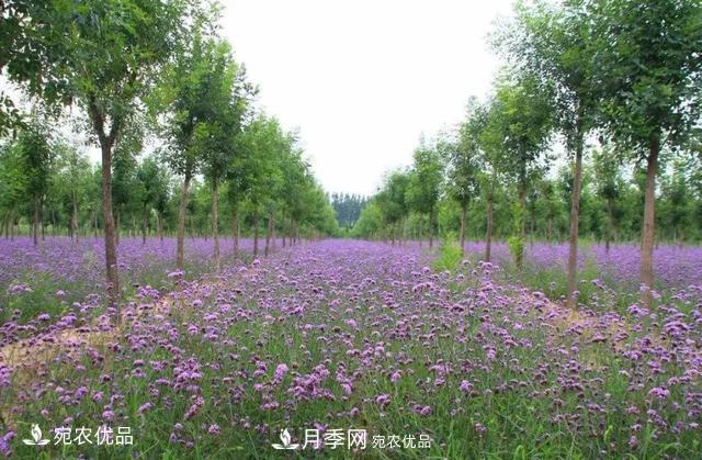 苗木價(jià)格變化大，主要有這三個因素(圖4)