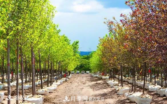 苗木價(jià)格變化大，主要有這三個因素(圖1)