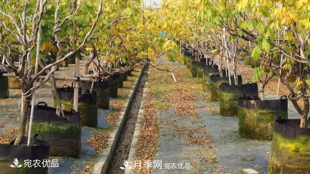 苗木價(jià)格變化大，主要有這三個因素(圖5)