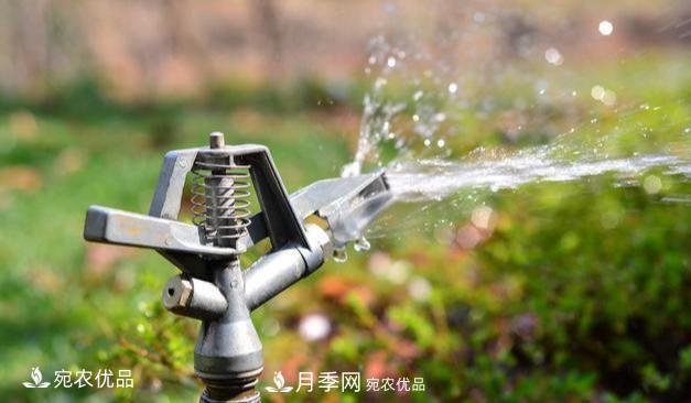 澆水學三年，南陽苗木合作社教你澆水的學問大著呢(圖2)