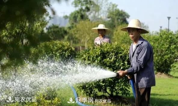 澆水學三年，南陽苗木合作社教你澆水的學問大著呢(圖1)