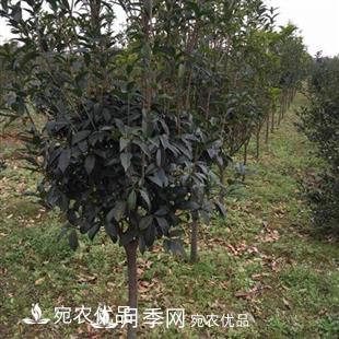南陽(yáng)精品桂花球，3-5公分桂花苗桂花樹(shù)(圖4)