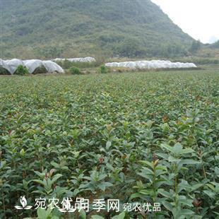 南陽(yáng)精品桂花球，3-5公分桂花苗桂花樹(shù)(圖6)