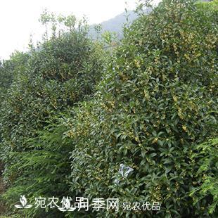 南陽(yáng)精品桂花球，3-5公分桂花苗桂花樹(shù)(圖2)