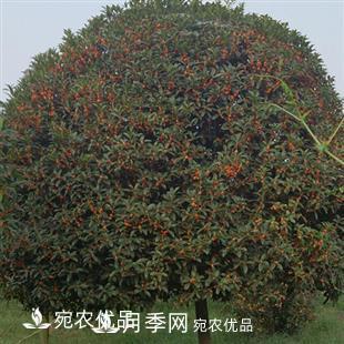 南陽(yáng)精品桂花球，3-5公分桂花苗桂花樹(shù)(圖3)