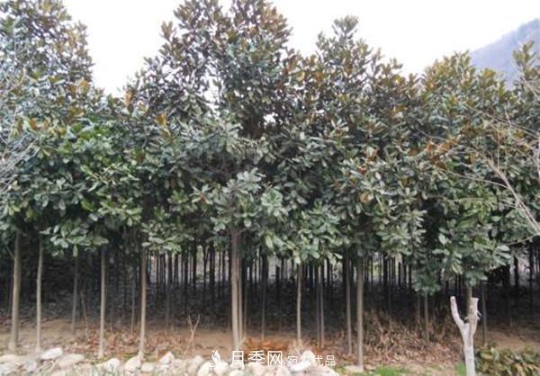 南陽哪家基地紅玉蘭紫玉蘭價格便宜？(圖3)