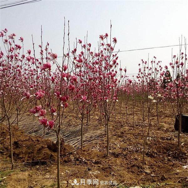 南陽哪家基地紅玉蘭紫玉蘭價格便宜？(圖2)