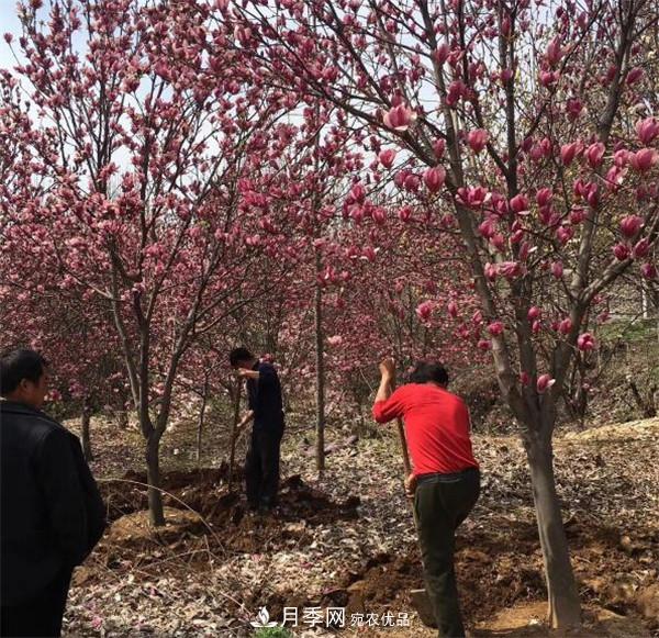 南陽哪家基地紅玉蘭紫玉蘭價格便宜？(圖1)
