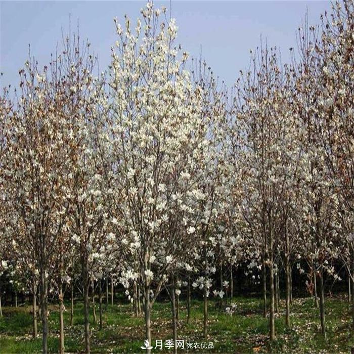 玉蘭之鄉(xiāng)，紫玉蘭紅玉蘭白玉蘭廣玉蘭二喬玉蘭的區(qū)別和價格(圖3)
